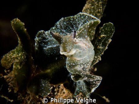 Green nudi dancer. by Philippe Velghe 