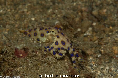 Blue O-Ring Octopus Lembeh Strait !!! 105mm Lens, Iso 160... by Lionel De Landtsheer 