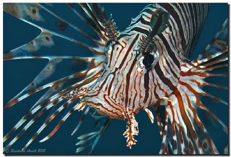 -war paint-
Common lionfish (Pterois miles), Helengeli, ... by Reinhard Arndt 