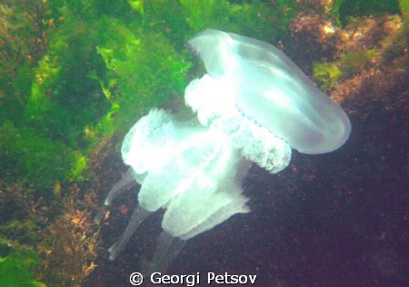 Jellyfish in the shallow
 by Georgi Petsov 