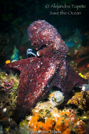 Majestic Octopus, Galapagos Ecuador 
 by Alejandro Topete 