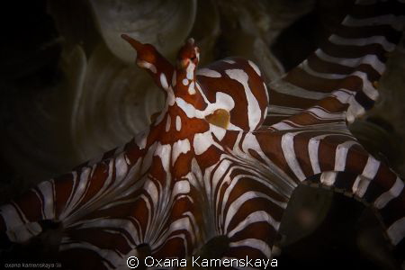 The wonderpus octopus. The behavior of the mimic octopus ... by Oxana Kamenskaya 