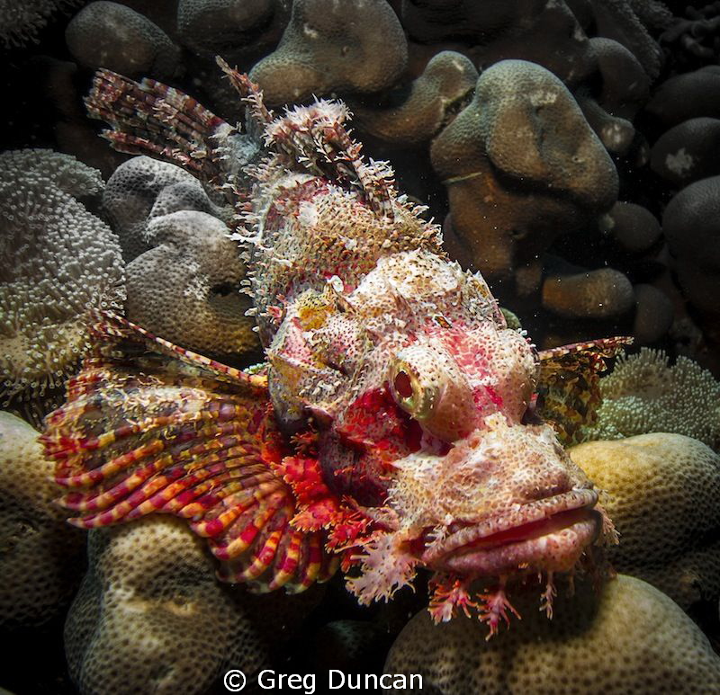 Scorpion Fish by Greg Duncan 