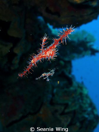Ornate Ghost Pipefish mum and baby~ by Seania Wing 