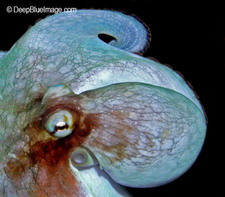octopus portrait, night dive, bonaire by T. Singer 