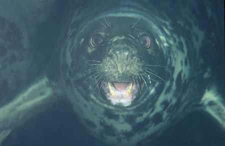 Grey seal, Porth Ysgadon, North Wales. F50, 60 mm lens. by Derek Haslam 
