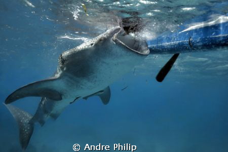 a hungry whaleshark on the surface by Andre Philip 