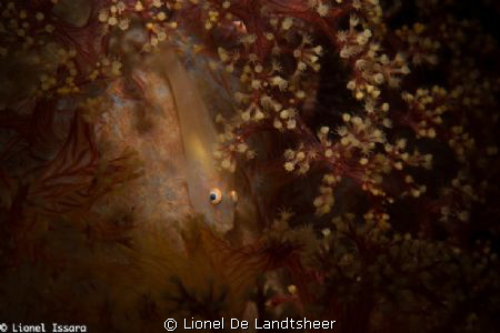 White Goby Lembeh this morning by Lionel De Landtsheer 