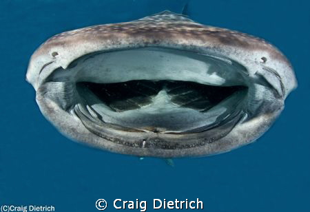 Whale Shark visits Pompano Beach Florida Sunday November ... by Craig Dietrich 