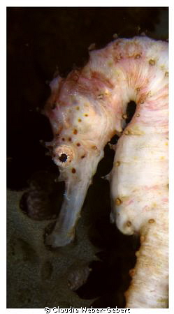 Ivory seahorse - Macro-Close up by Claudia Weber-Gebert 
