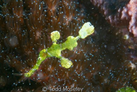 Halameda Ghost pipefish by Todd Moseley 