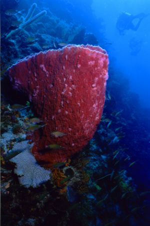Barrel sponge and diver. Taken somewhere off St. Lucia, 0... by Matthew Shanley 
