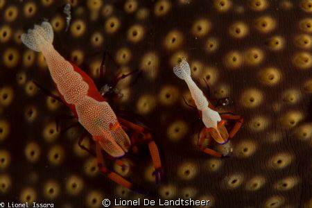 Emperor Shrimp by Lionel De Landtsheer 