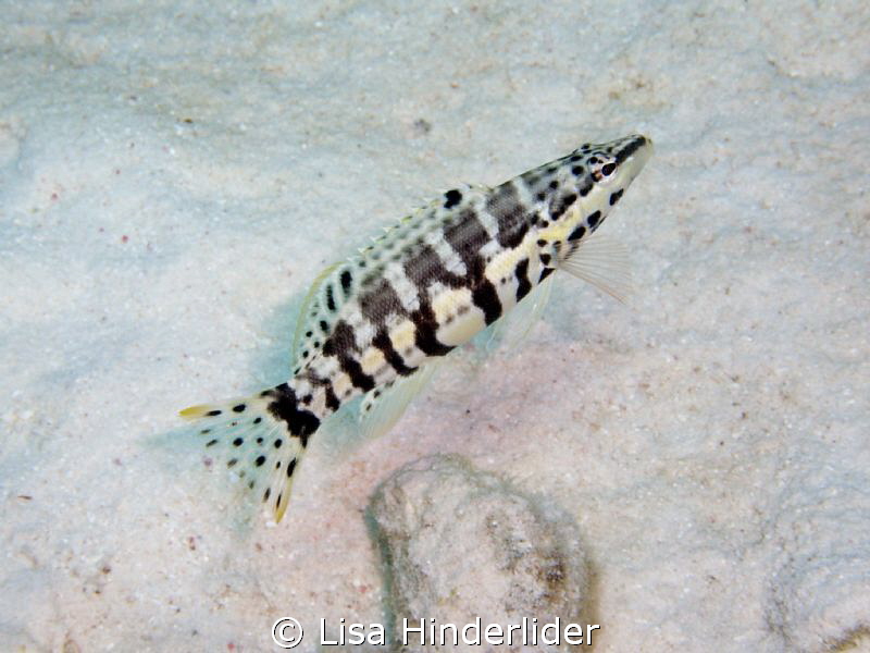 Harlequin Bass- Finally get a clear shot of one of these ... by Lisa Hinderlider 