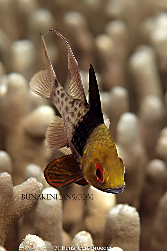 Cardinalfish
Bunaken Island, Sulawesi,Indonesia,
Nikon ... by Hans-Gert Broeder 