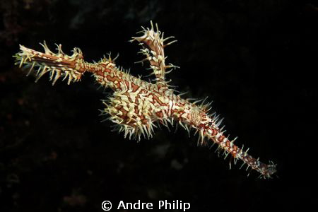 ghostpipefish by Andre Philip 