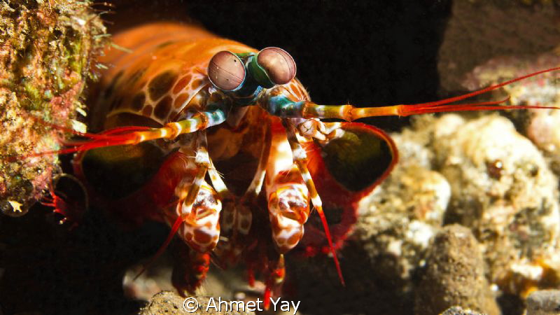 Peacock Mantis Shrimp...
Canon 600 D - Canon 60 mm macro... by Ahmet Yay 
