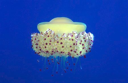 Jellyfish. Snorkelling of Menorca - . Nikon F50, 60 mm le... by Derek Haslam 