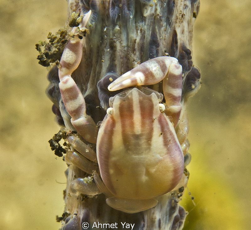 Pink crab...
Canon 600 D - Canon 60 mm macro - Sea & Sea... by Ahmet Yay 