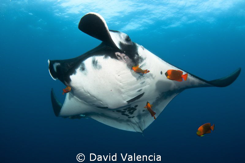 A giant pacific manta stops at a cleaning station. The br... by David Valencia 