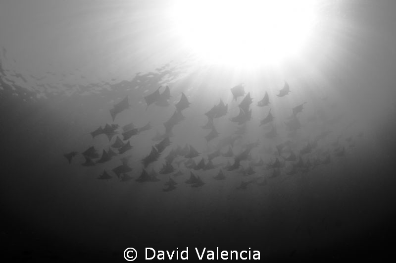 A school of mobulas split in half and went around us. The... by David Valencia 