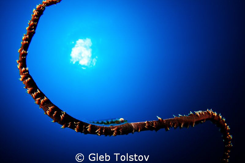 Wire coral and the sun by Gleb Tolstov 