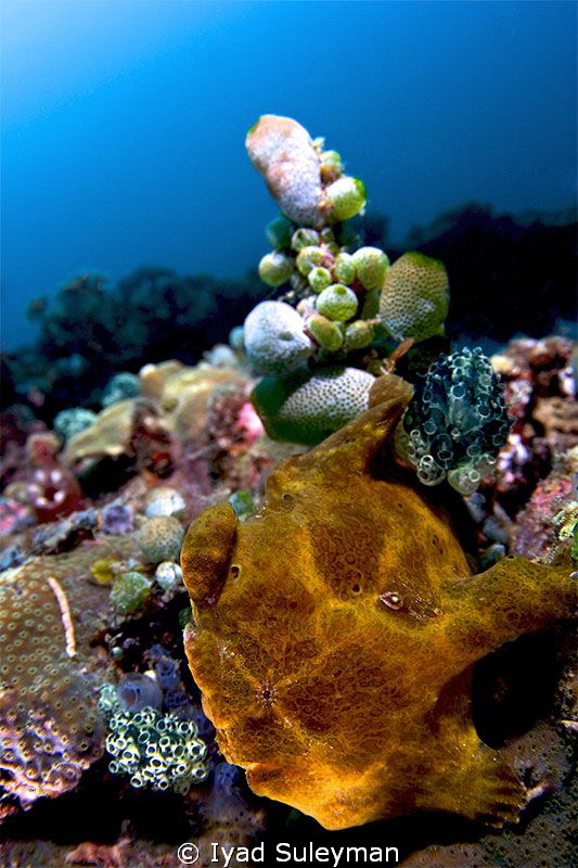 Frogfish
Close Focus Wide Angle Shot
taken with fisheye... by Iyad Suleyman 