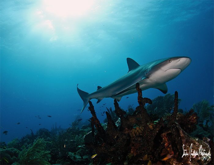 Reef Shark grazing the reef - Bahamas by Steven Anderson 