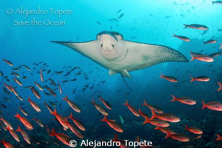 Eagle Ray flying on the reef by Alejandro Topete 