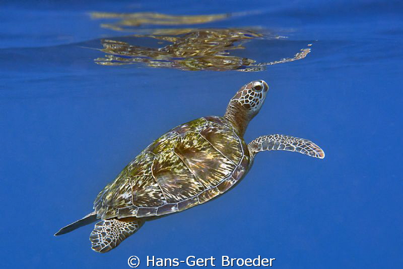Green Turtle
Bunaken Island, Sulawesi,Indonesia,
Nikon ... by Hans-Gert Broeder 