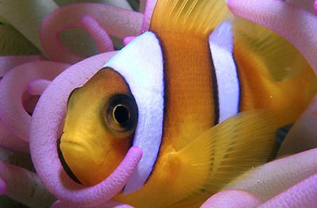 Clown fish - Red Sea - Egypt by Eduardo Lima 