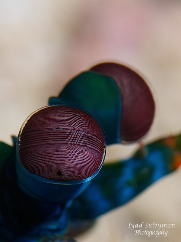 Eye of Mantis Shrimp by Iyad Suleyman 