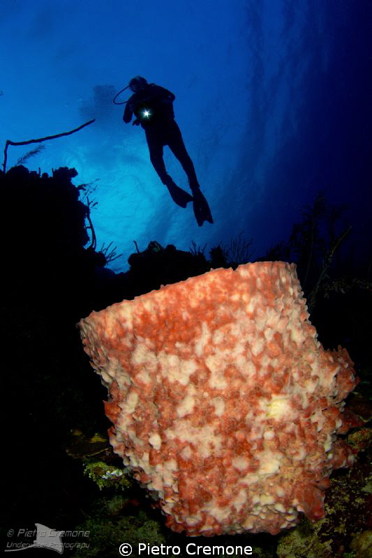 Barrel sponge with diver by Pietro Cremone 
