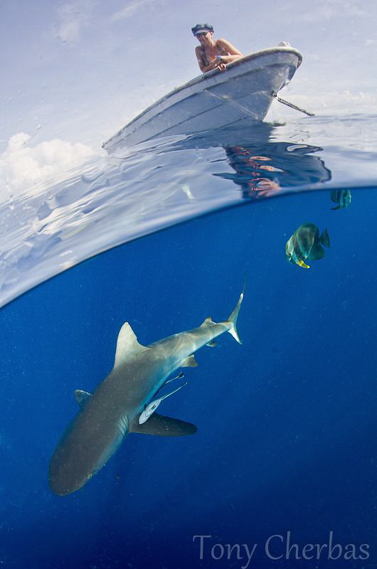 What Lurks Below by Tony Cherbas 