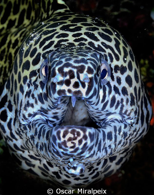 Moray eel close up by Oscar Miralpeix 