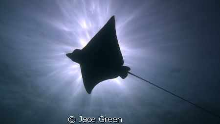 Eagle Ray Silhouette. Taken at Japanese Gardens, Koh Tao,... by Jace Green 
