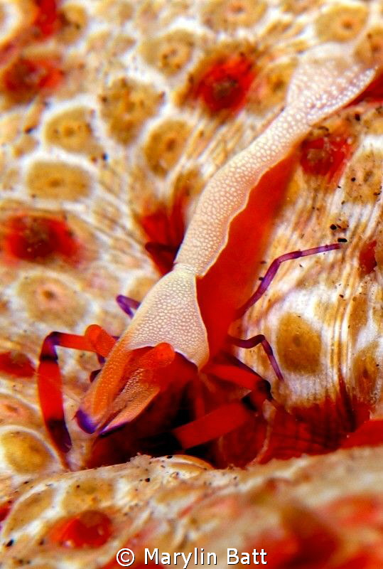 Emperor shrimp on sea cucumber. by Marylin Batt 