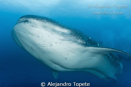 Amazing Whale Shark by Alejandro Topete 