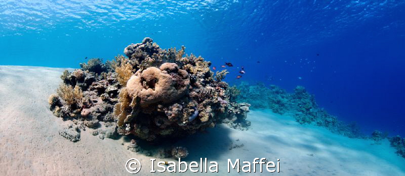 "MARSA BAREIKA"
North Egypt, Red Sea, very shallow water... by Isabella Maffei 