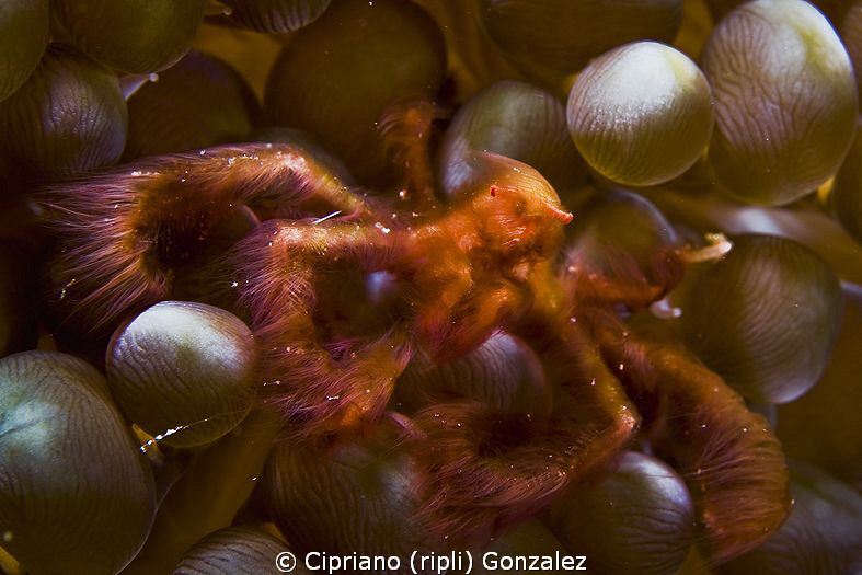 Orangutang crab by Cipriano (ripli) Gonzalez 