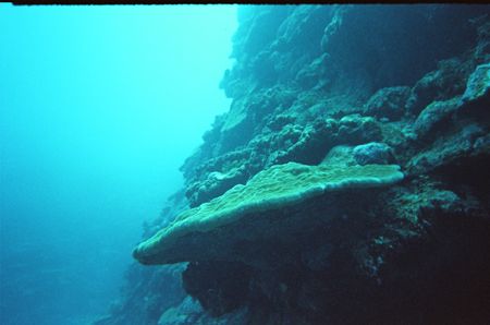 Drop-off Minna Jima, Okinawa Japan
30 m depth, great vis... by Arno Dekker 