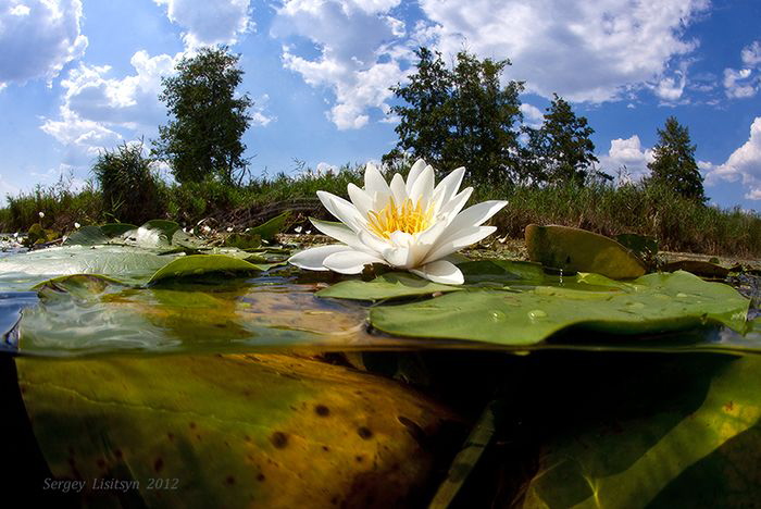 Water-lily. River.
 by Sergey Lisitsyn 