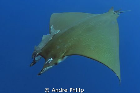 the nice olive green backside of a mobula ray by Andre Philip 