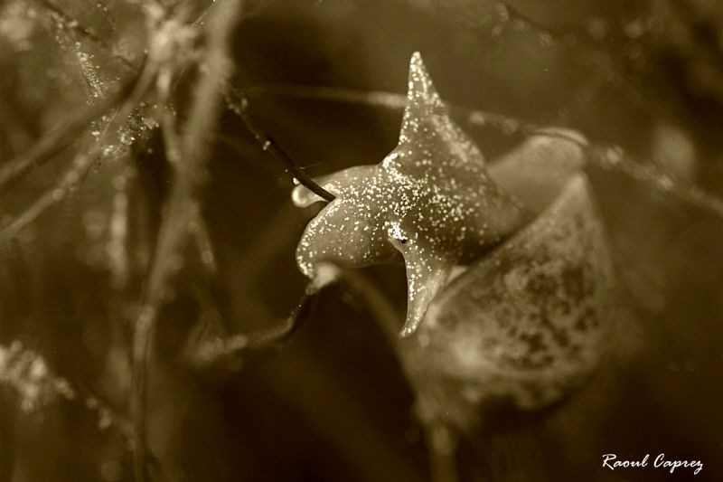 Tiny Swiss snail by Raoul Caprez 