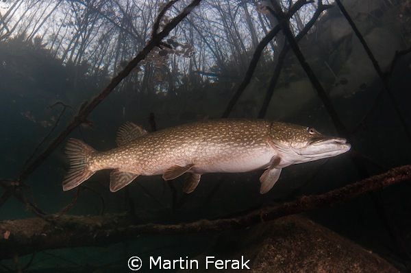 Pike in the forest by Martin Ferak 