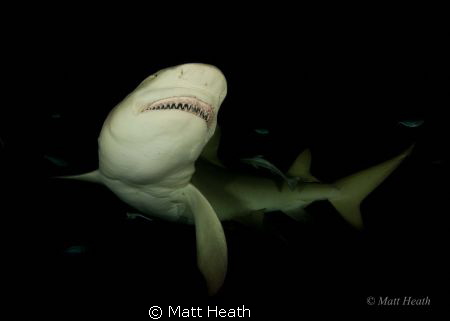 Lemon Shark Showing Off that Menacing Smile by Matt Heath 