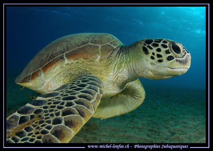 Green Turtle in the Red Sea... Last week in Marsa Shagra.... by Michel Lonfat 