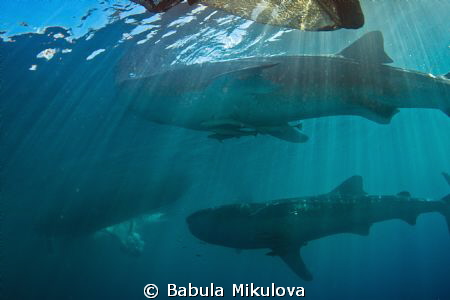 whaleshark by Babula Mikulova 
