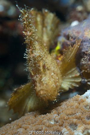 Leaf scorpionfish by Todd Moseley 
