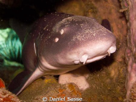 White Spotted Bamboo Shark laying in a Tunnel sleeping du... by Daniel Sasse 